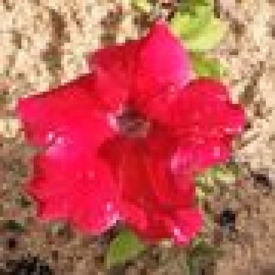 ملاك الحنونه 