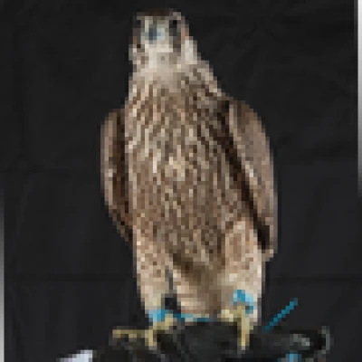 مزيون